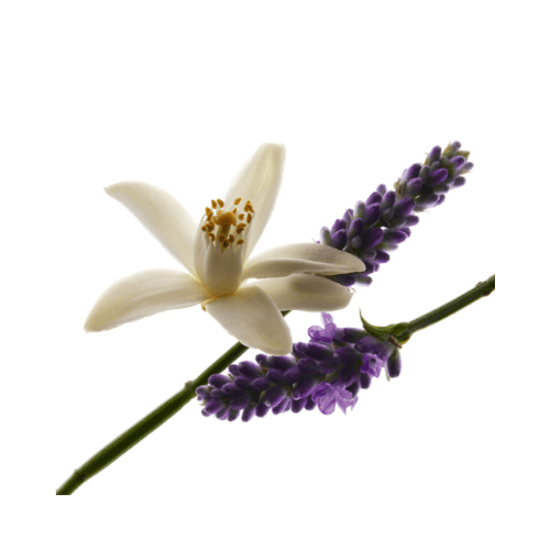 Yves Saint Laurent Libre - Eau de Parfum