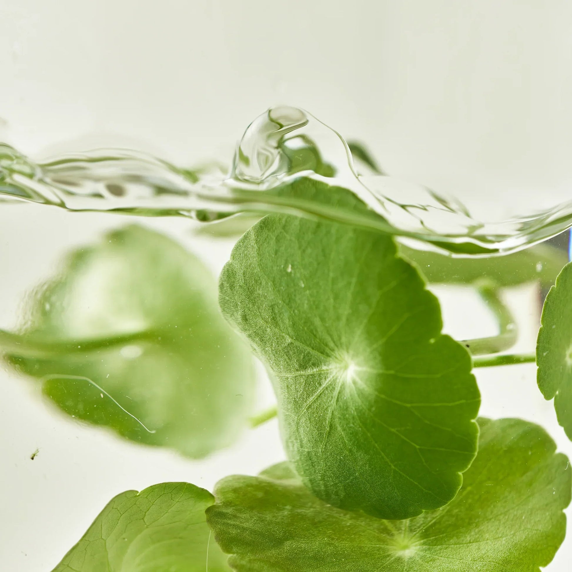 Light On Serum Centella + Vita C 30ml