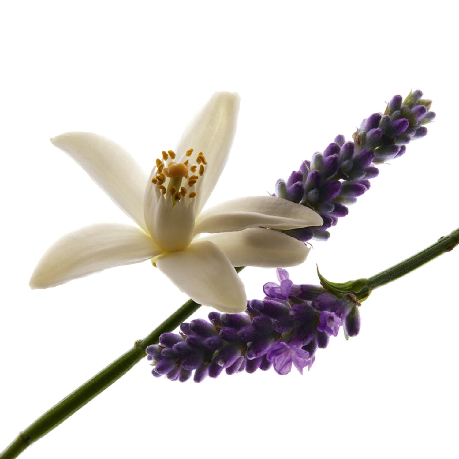 LIBRE Eau de Parfum